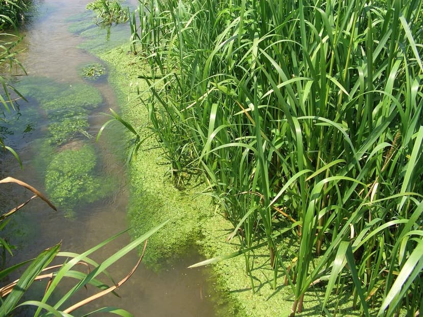 Stickstoff und einzellige Algen in der Landwirtschaft