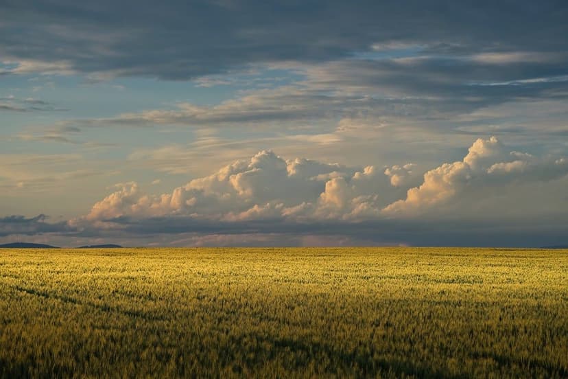 ECOGANIC NANOTECNOLOGIA em arroz no Vietnã: +16% de produção no delta 