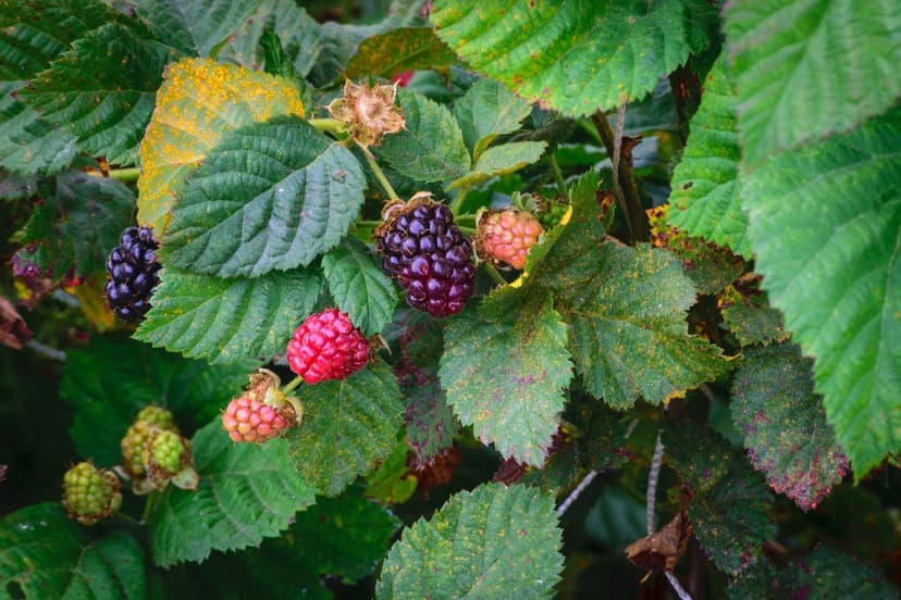Factores fisiológicos que determinan el calibre en berries