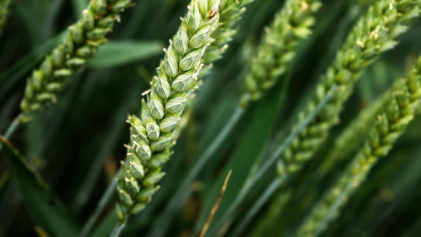 Stratégies d'Application de Biostimulants dans les Vignobles