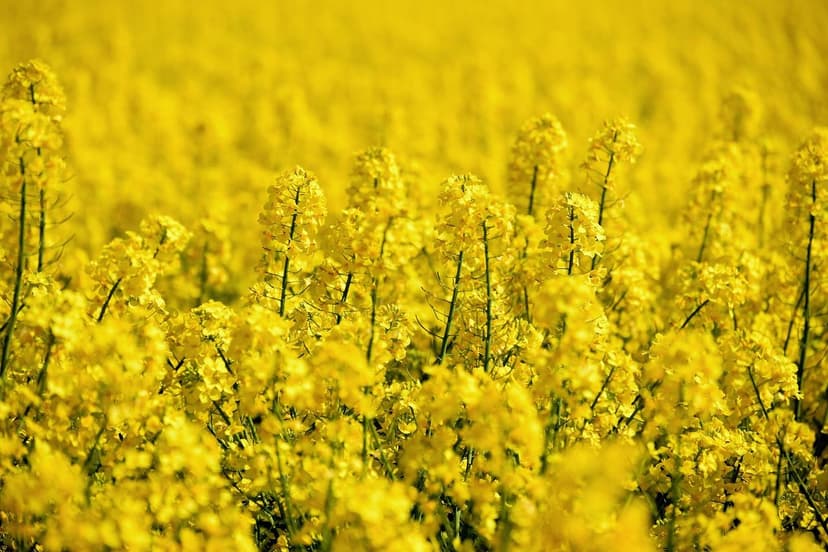 ECOGANIC NANOTECHNOLOGIE bei Reis in Vietnam: +16 % Produktion im trop