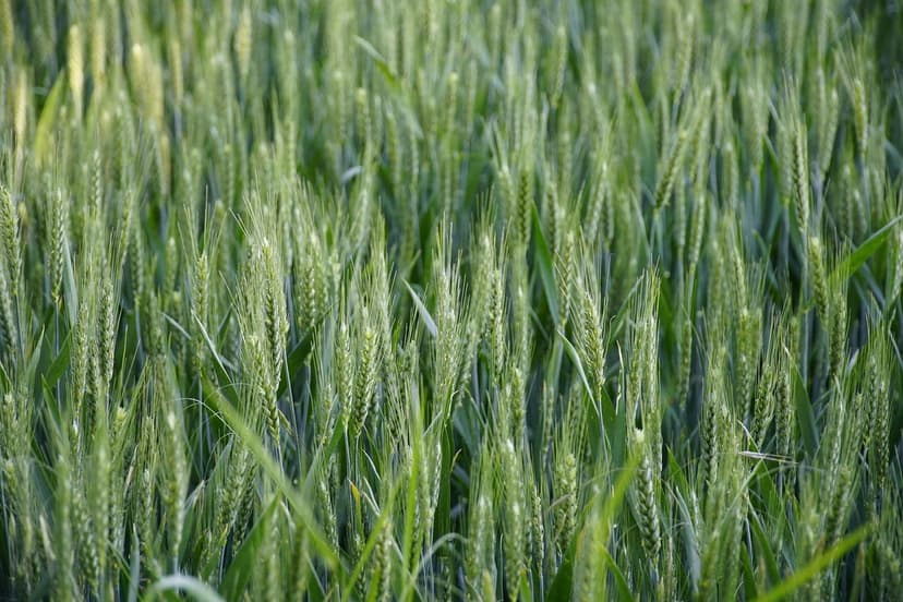 Estresse abiótico em hortaliças: o que os bioestimulantes oferecem