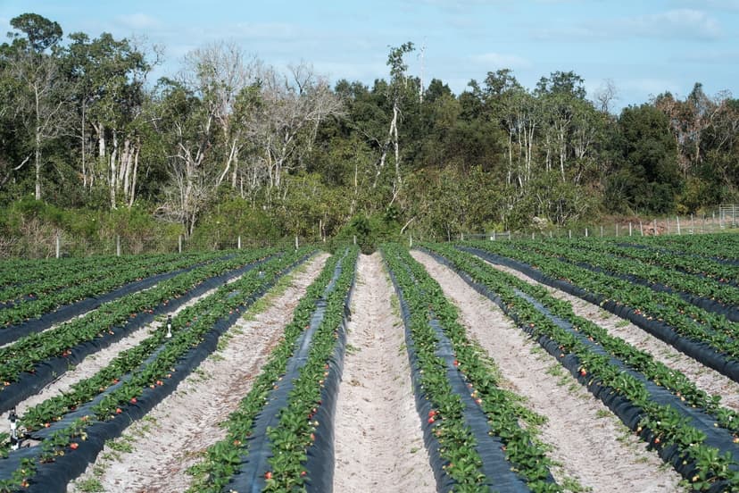 Fatores fisiológicos que determinam o calibre em berries