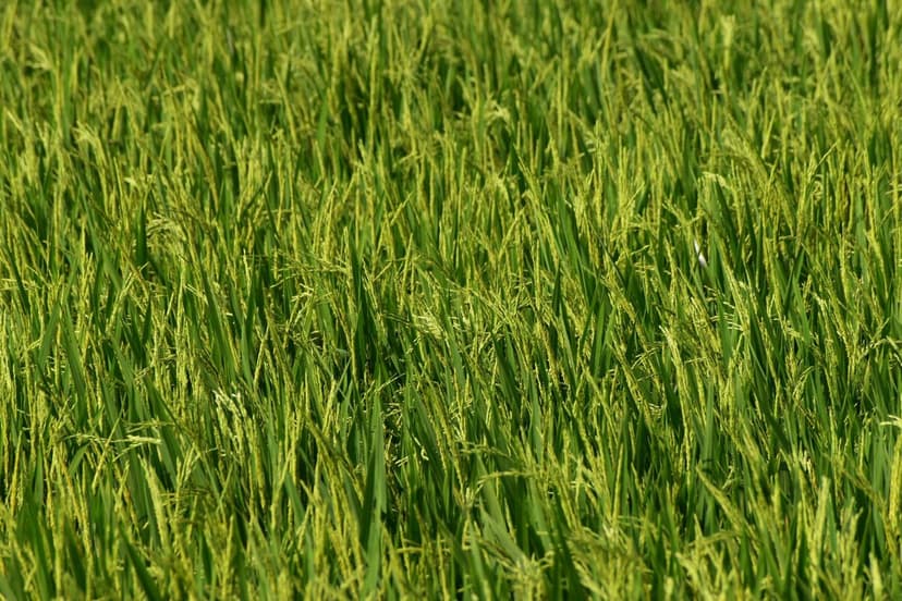 Bioestimulantes para Olivar en España: Beneficios y Aplicaciones