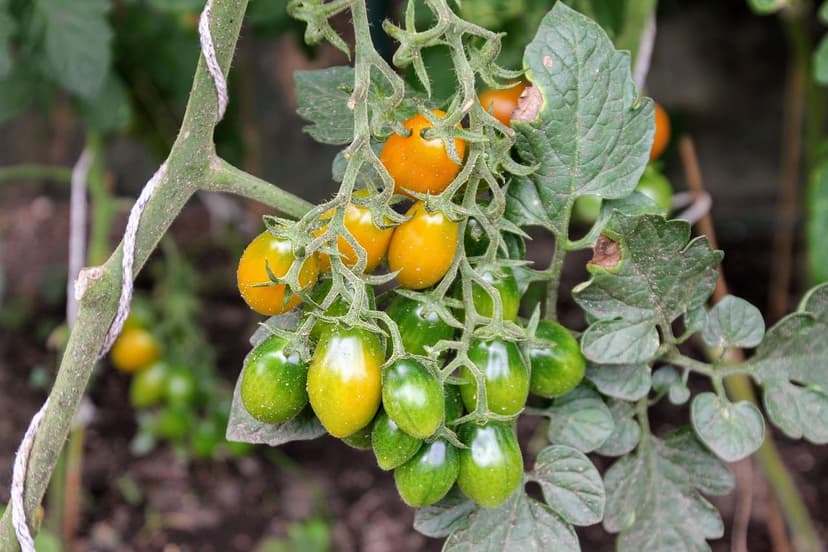 Bioestimulantes para Tomate: Aplicação e Resultados