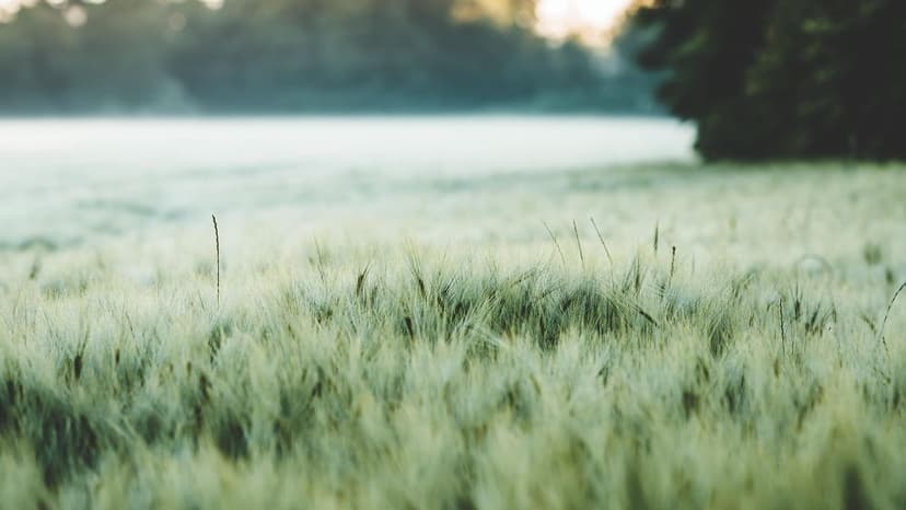 Biological, Organic, and Ecological Fertilizers: Sustainable Alternati