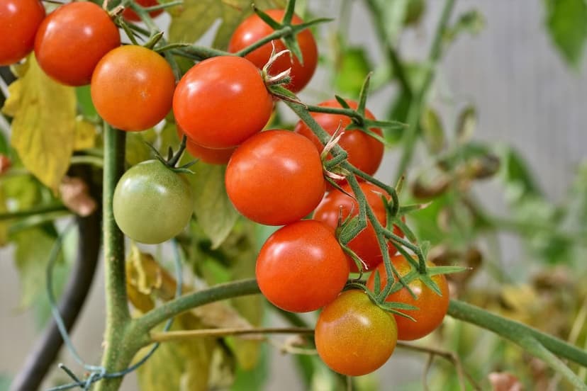 Biostimulants for tomato: when to apply and dosage