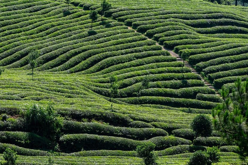 Ecogânico e a Revolução da Agricultura Sustentável