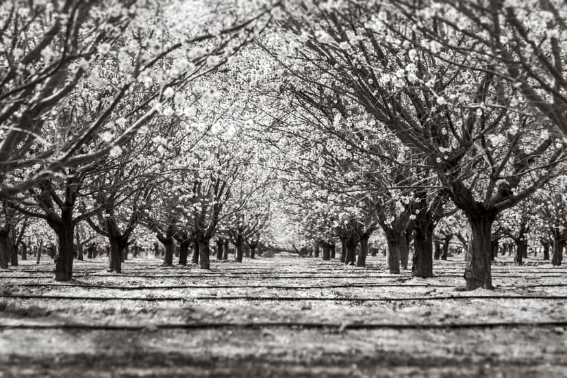 Cuajado en frutales de hueso con bioestimulantes: guía 2026