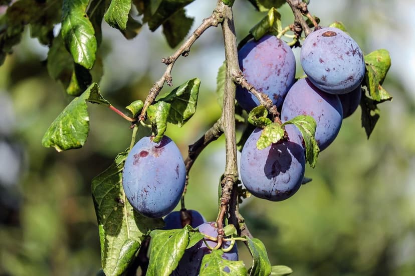 Microrganismi del suolo che favoriscono le colture agricole