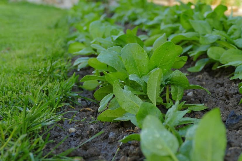Soil microorganisms that boost your crops