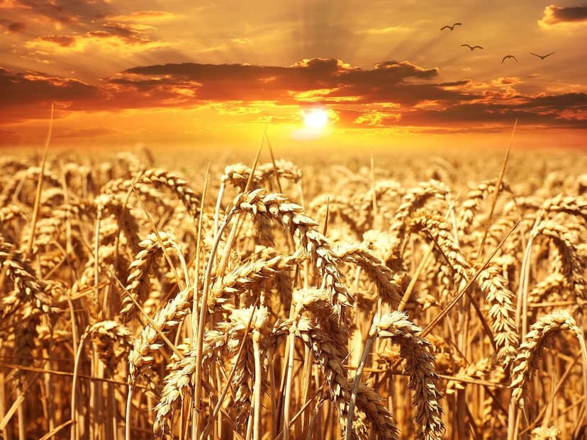 Best time to apply biostimulants in tropical crops