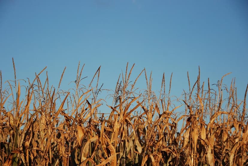 Resultados agronómicos y evidencia científica