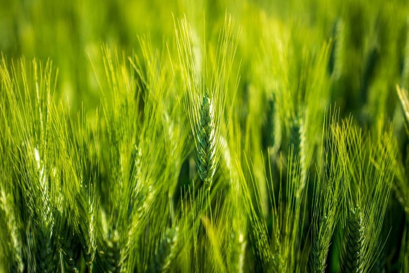 Impact environnemental des bioprotecteurs en agriculture