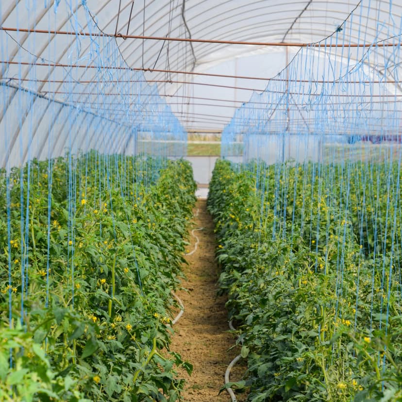Manejo agronómico con malla de sombreo en tomate