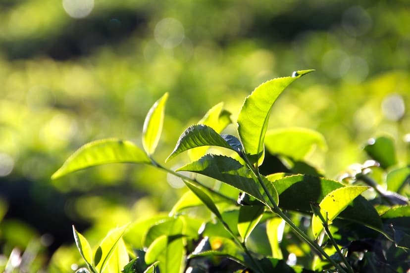 Bioestimulantes de Aminoácidos para Abacate em Solos Salinos