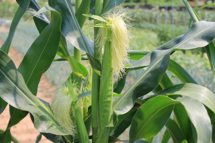 Avantages des biostimulants dans la culture des légumes