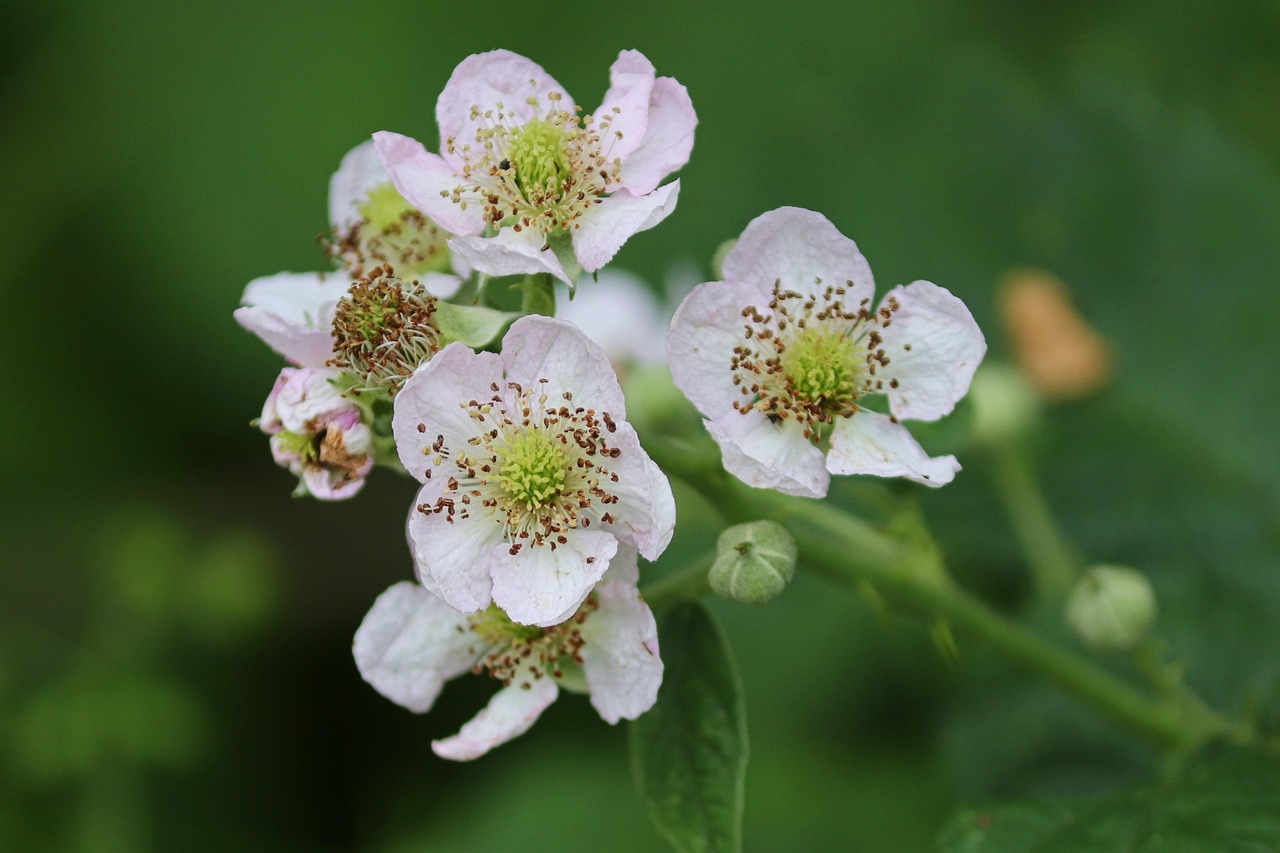 Mitos comunes sobre microalgas en berries