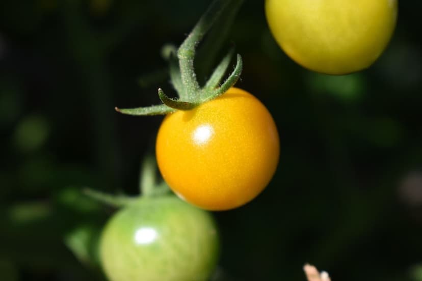 Fertilizzazione Azotata nel Pomodoro: Dosi e Tempistica
