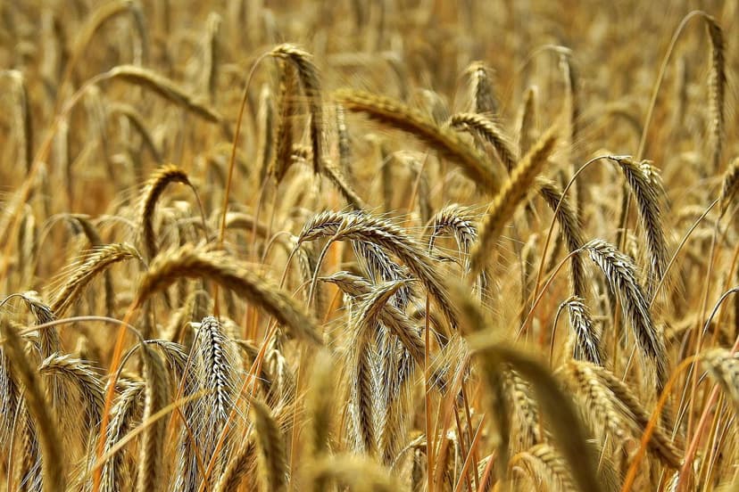 Ökologische Biostimulanzien: Natürliche Wachstumsförderer für Kulturpf