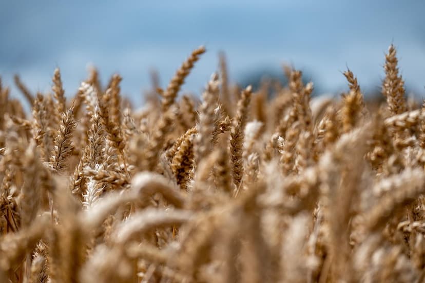 Integrazione dei Principi di Agroecologia di Gliessman con la Gamma di