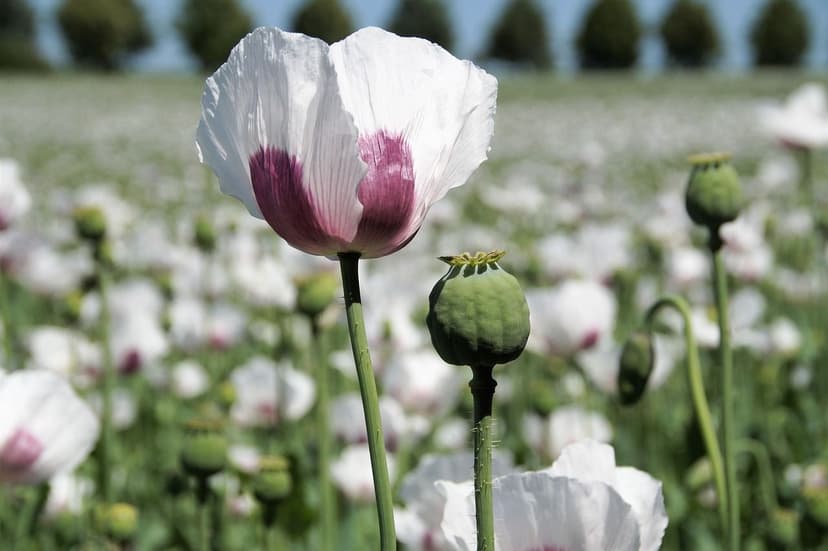 Bioestimulantes para Melhorar a Qualidade de Cultivos Europeus
