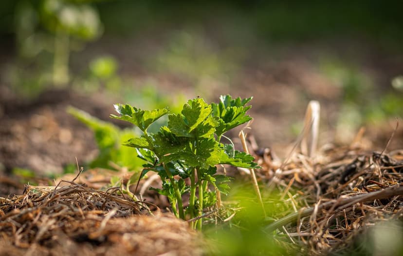 Erreurs Courantes dans les Biostimulants pour Cultures Tropicales