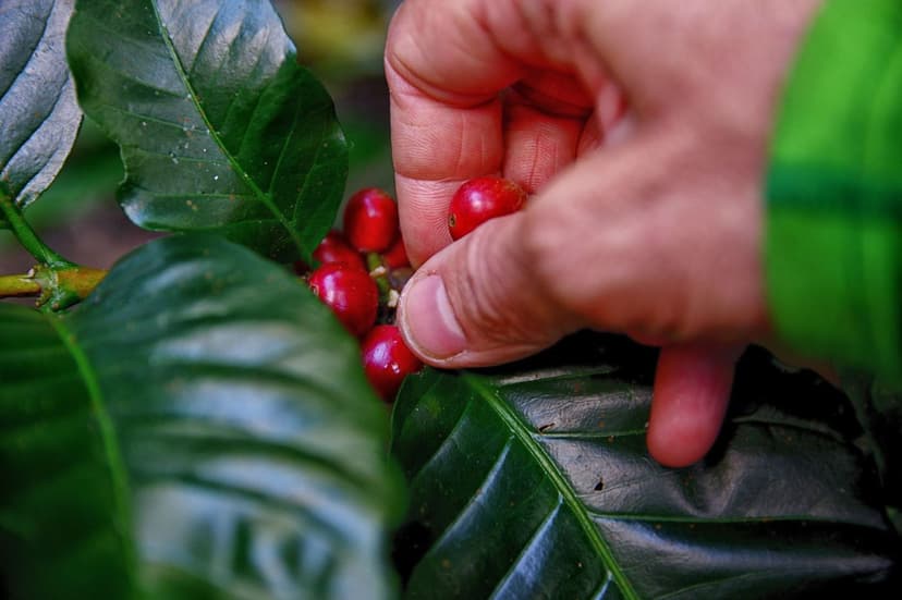Micronutriments dans les Baies Saines : Leur Importance
