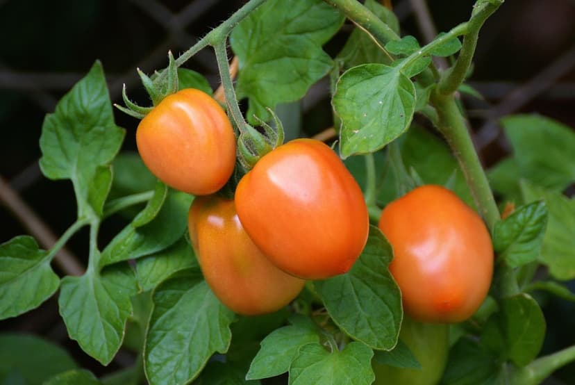 Use of Biostimulants in Organic Tomato Production