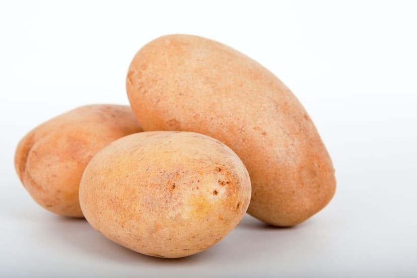 Microrganismos do solo: melhoram a fertilidade
