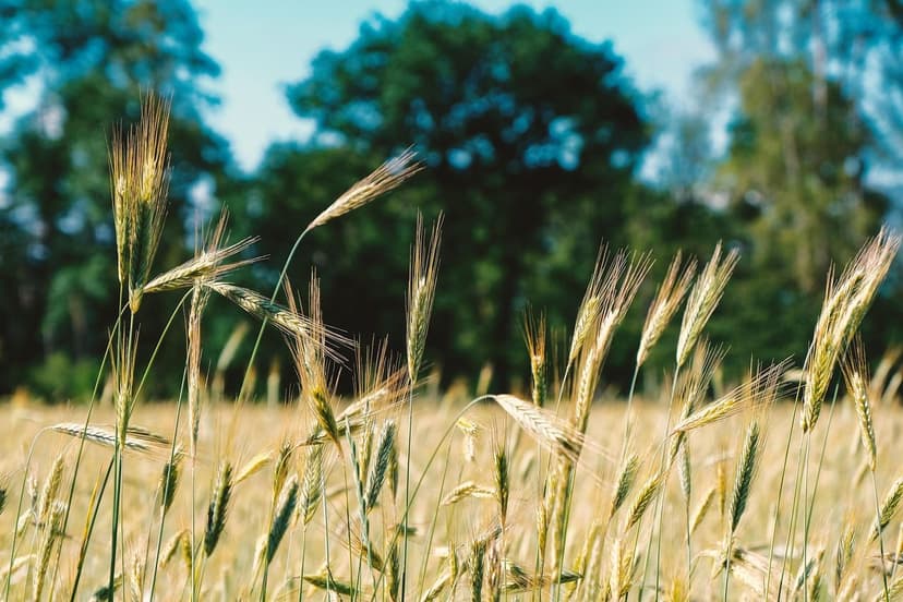 Bioestimulantes para Cultivos de Hortalizas: Maximiza tu Cosecha