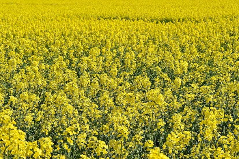 Biostimulanzien zur Steigerung der Zuckerrohrproduktion