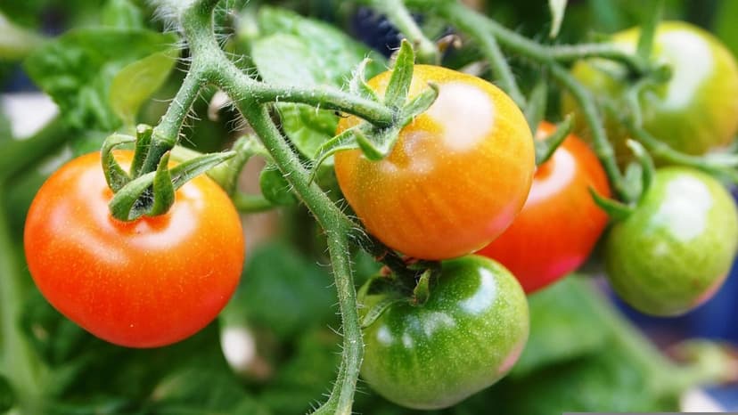 Stratégies d'Irrigation Efficaces pour les Biostimulants chez la Tomat