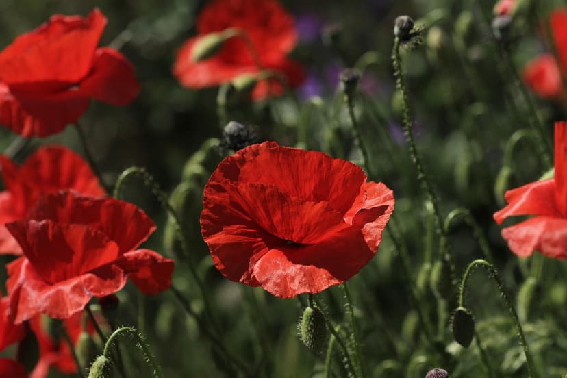 Agronomic management to optimize flowering and fruit set