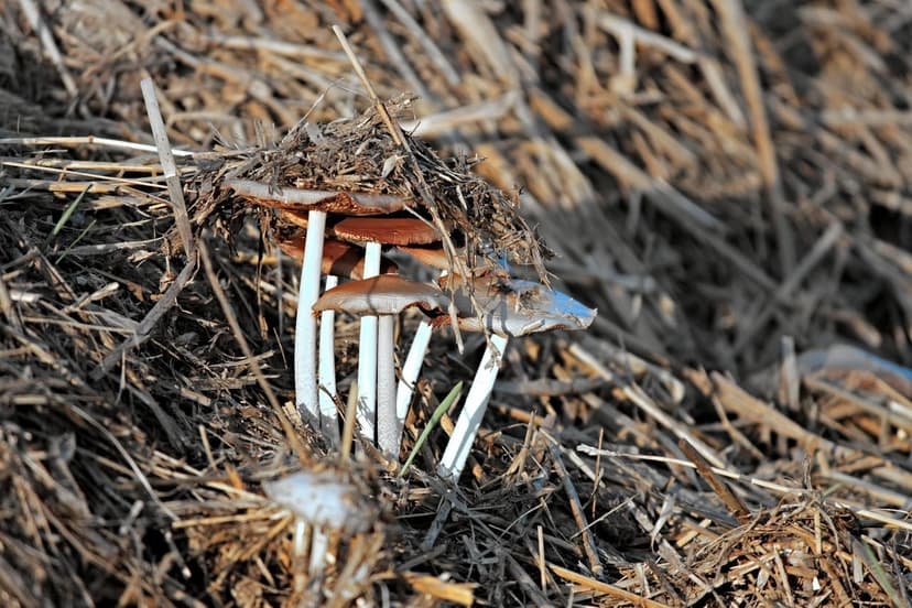 Fertilisation azotée du blé : Dose et moment clé
