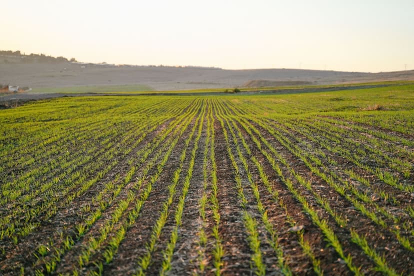 Comparativa de fertilizantes sin cloruros