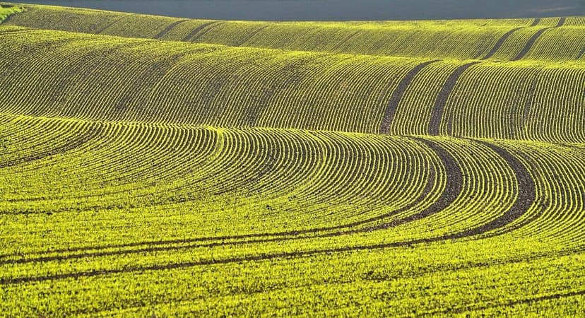 Améliorations de la Germination avec des Biostimulants Agricoles