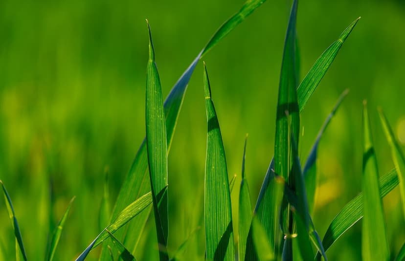 Efectos de Bioestimulantes en la Resistencia a Plagas