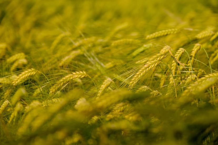 Biostimulants pour les Cultures Européennes : Améliorez votre Producti