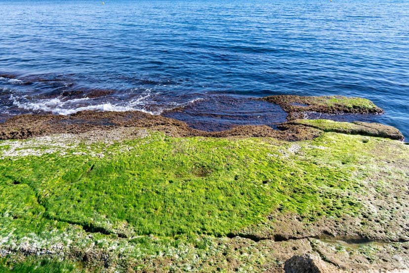 Alghe Unicellulari vs Alghe Marine come Biostimolante