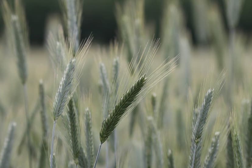 ECOGANIC NANOTECHNOLOGY en arroz en Vietnam: +16% producción en delta 
