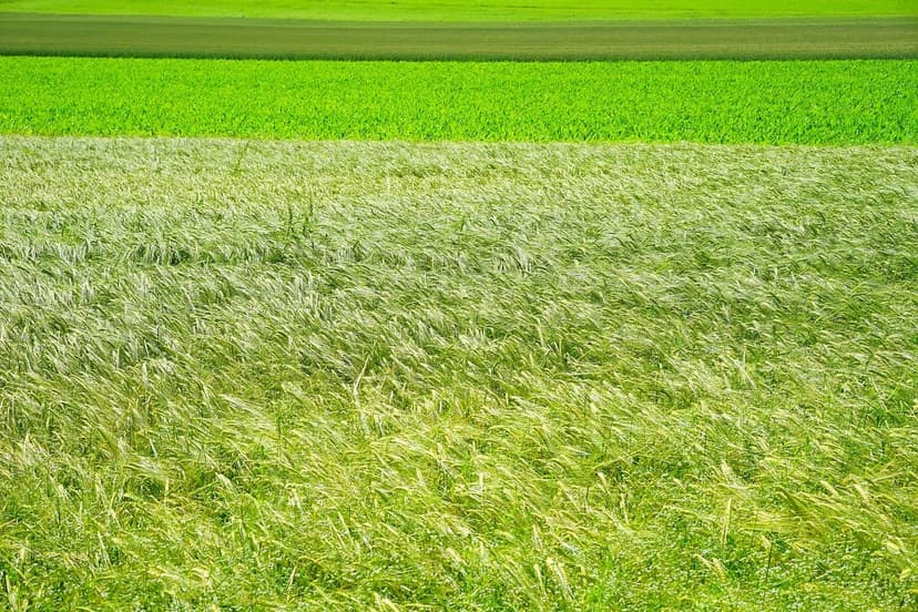 Biostimulants for Sustainable Agriculture in Latin America
