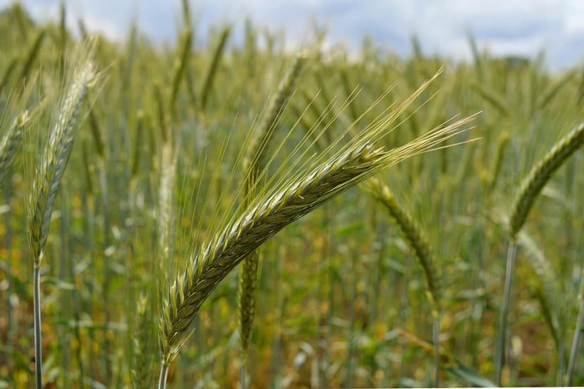 Biostimulanzien im Olivenanbau: Wirkung auf die Ölqualität