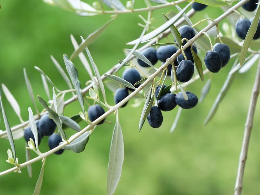 Guia passo a passo para aplicar bioprotetores em oliveiras