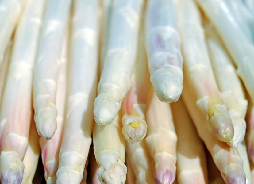 Micro-organismes du sol : clé pour des cultures saines