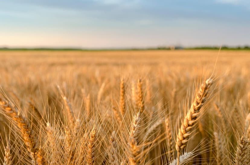 Biostimulants pour améliorer la qualité des cultures européennes