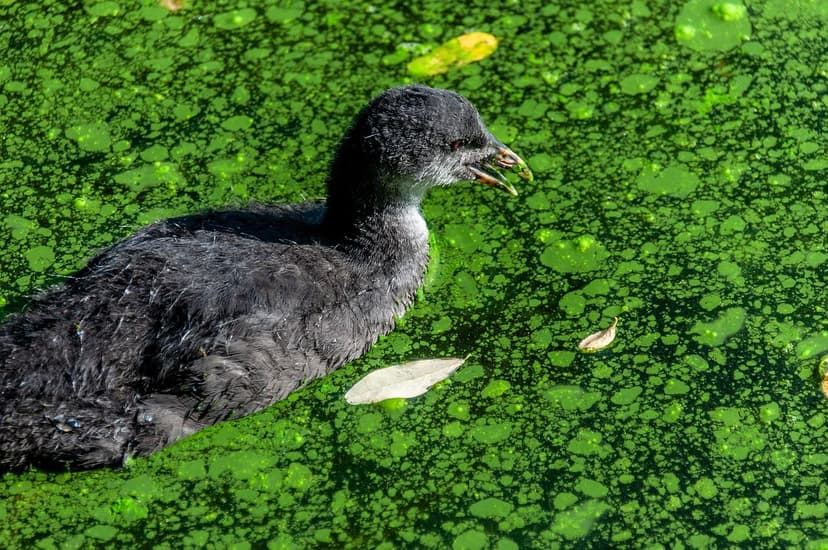 Alghe Unicellulari ed Estratti di Lievito come Biostimolanti