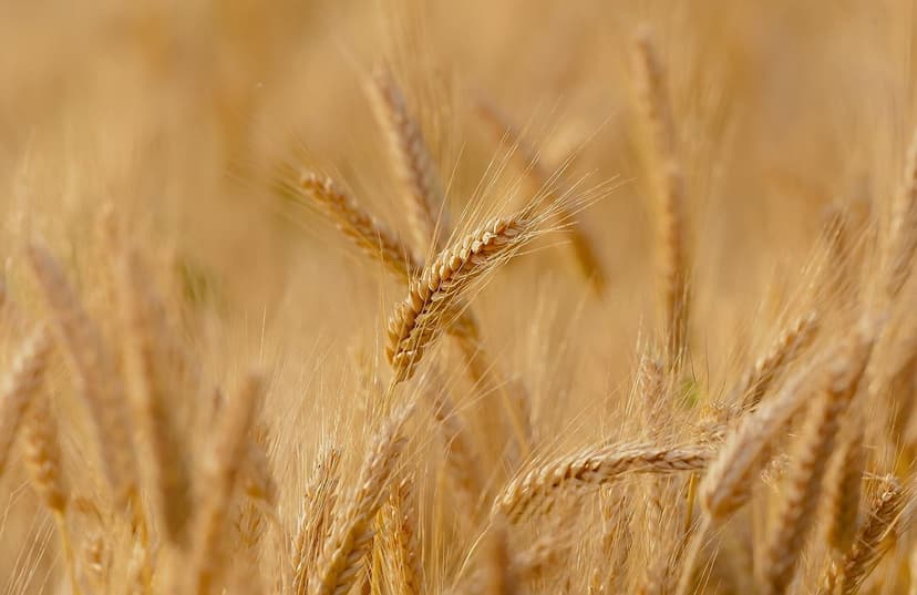 ECOGANIC NANOTECHNOLOGIE sur le riz au Vietnam : +16% de production da