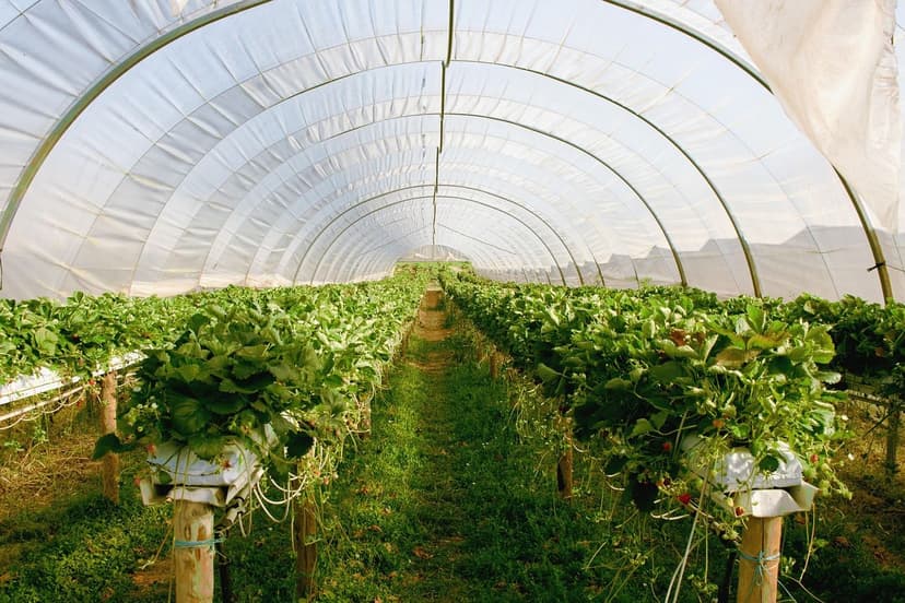 Como aplicar bioestimulantes no tomate: método e momento