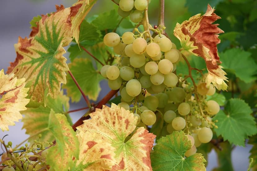 Tempranillo grapevine biostimulants: +25% yield in Ribera del Duero (2